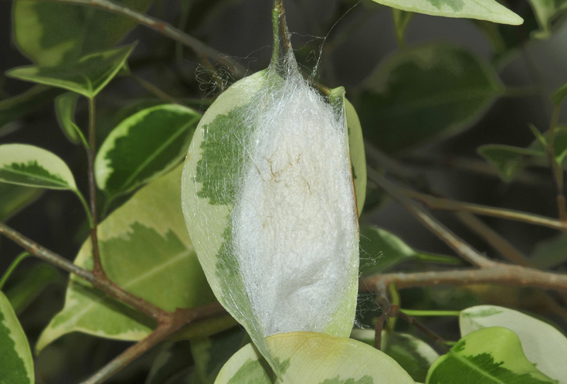  nata cynthia